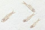 Multiple () Small Knightia Fossil Fish - Wyoming #77129-1